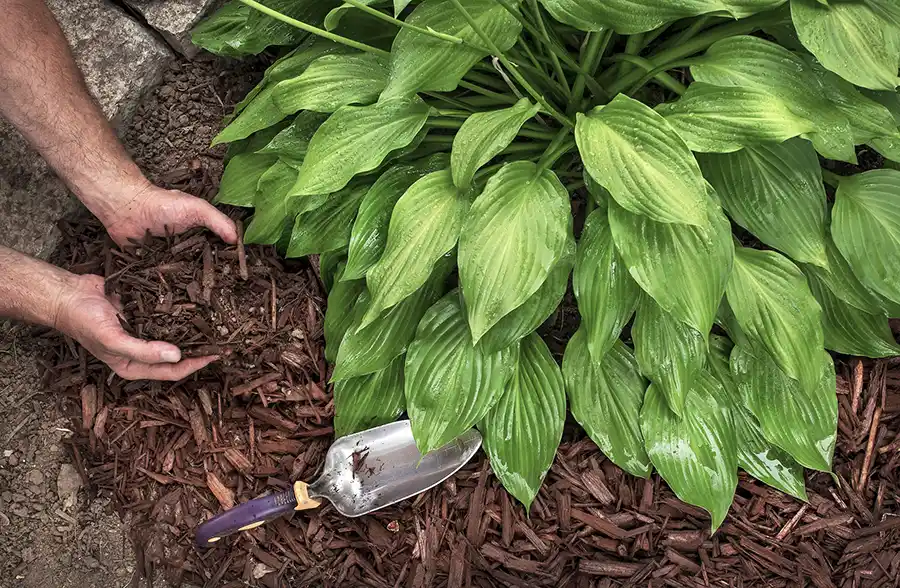 CBC Perez Landscaping & Tree Service's other services