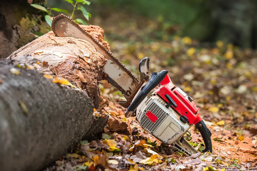 Tree Removal Services